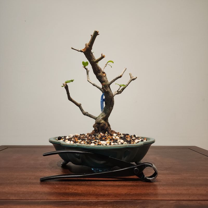 BONSAI - ROMÃ NEJIKAN - Bonsai Morro Velho